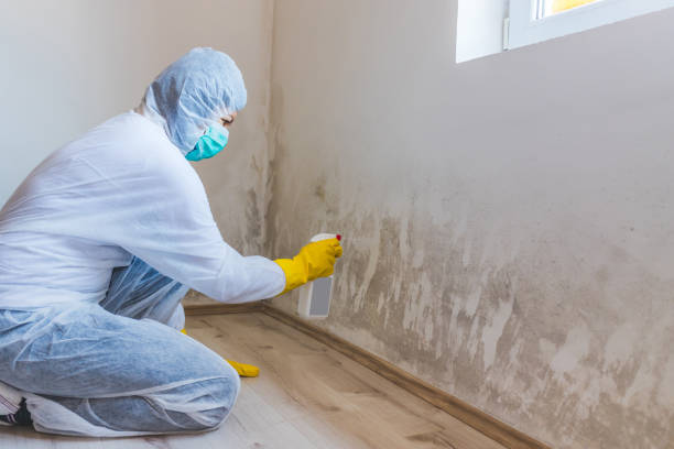 Licensed Commercial Mold Remediation service in Ridgefield, WA - WQB Mold Removal